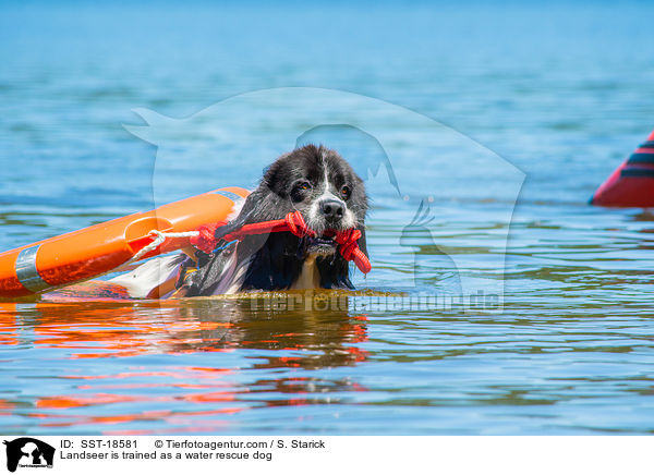 Landseer wird ausgebildet zum Wasserrettungshund / Landseer is trained as a water rescue dog / SST-18581