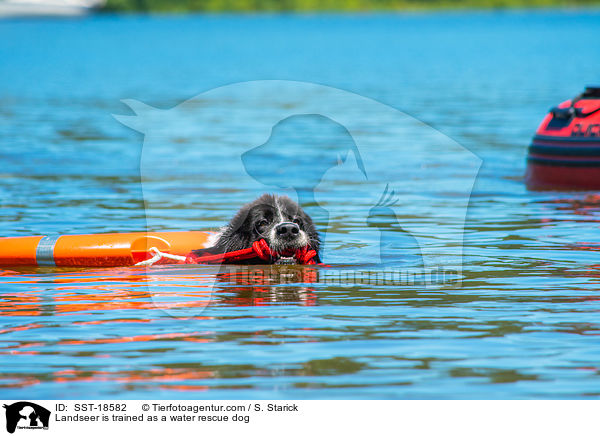 Landseer wird ausgebildet zum Wasserrettungshund / Landseer is trained as a water rescue dog / SST-18582