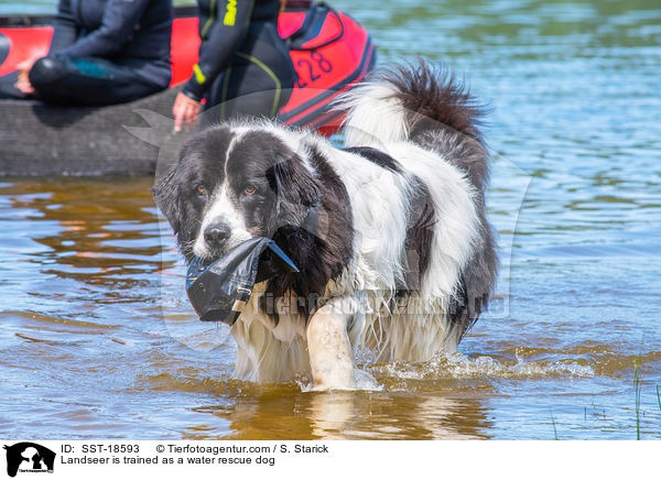 Landseer wird ausgebildet zum Wasserrettungshund / Landseer is trained as a water rescue dog / SST-18593