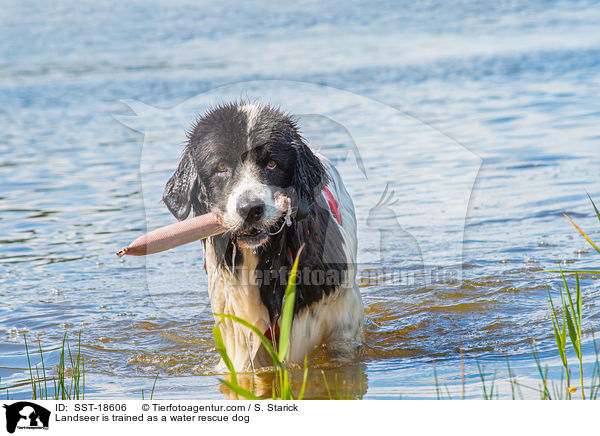 Landseer wird ausgebildet zum Wasserrettungshund / Landseer is trained as a water rescue dog / SST-18606