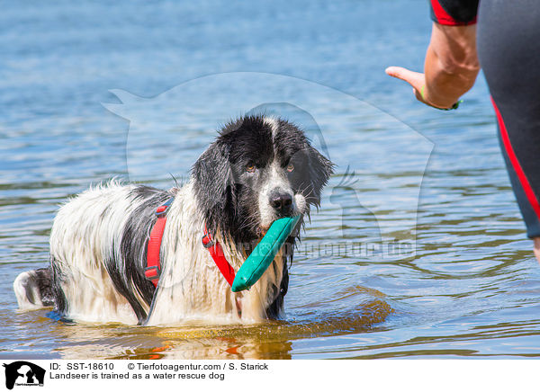 Landseer wird ausgebildet zum Wasserrettungshund / Landseer is trained as a water rescue dog / SST-18610