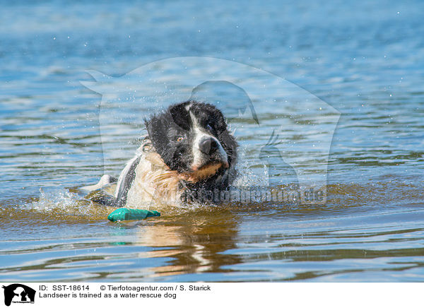 Landseer wird ausgebildet zum Wasserrettungshund / Landseer is trained as a water rescue dog / SST-18614