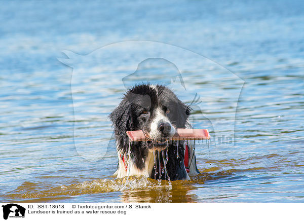 Landseer wird ausgebildet zum Wasserrettungshund / Landseer is trained as a water rescue dog / SST-18618