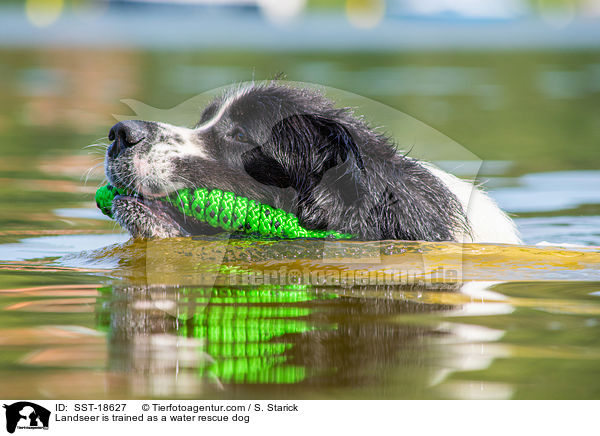 Landseer wird ausgebildet zum Wasserrettungshund / Landseer is trained as a water rescue dog / SST-18627