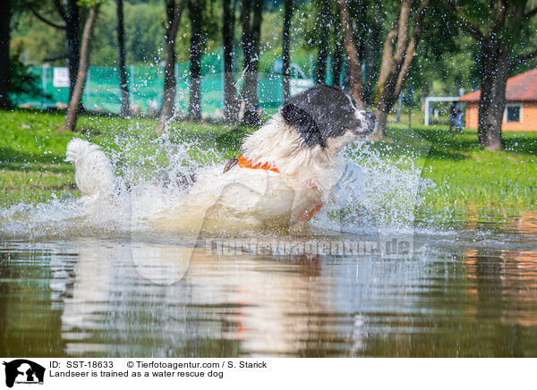 Landseer is trained as a water rescue dog / SST-18633