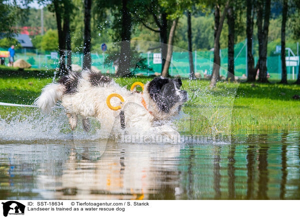 Landseer is trained as a water rescue dog / SST-18634