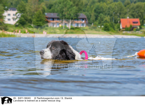 Landseer wird ausgebildet zum Wasserrettungshund / Landseer is trained as a water rescue dog / SST-18640