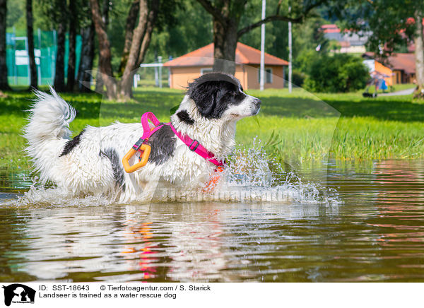 Landseer is trained as a water rescue dog / SST-18643