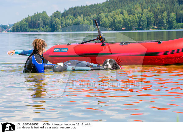 Landseer wird ausgebildet zum Wasserrettungshund / Landseer is trained as a water rescue dog / SST-18652