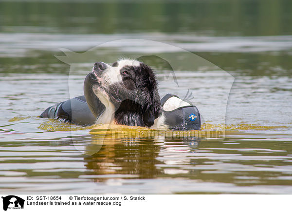 Landseer wird ausgebildet zum Wasserrettungshund / Landseer is trained as a water rescue dog / SST-18654