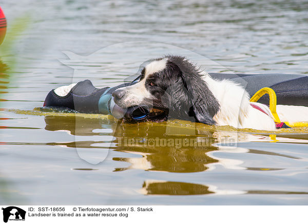 Landseer is trained as a water rescue dog / SST-18656