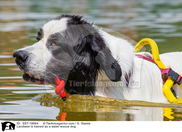 Landseer wird ausgebildet zum Wasserrettungshund / Landseer is trained as a water rescue dog / SST-18664