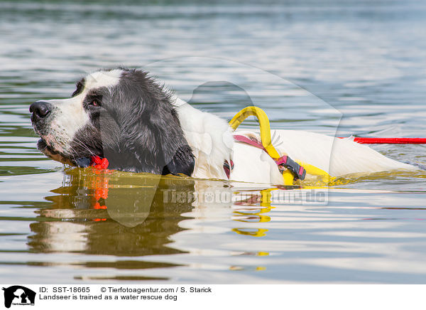 Landseer wird ausgebildet zum Wasserrettungshund / Landseer is trained as a water rescue dog / SST-18665