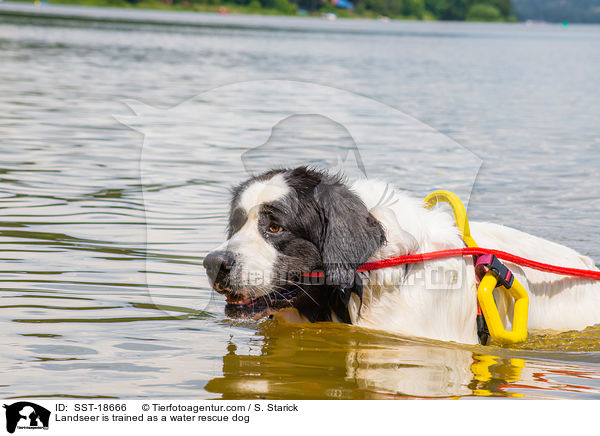 Landseer wird ausgebildet zum Wasserrettungshund / Landseer is trained as a water rescue dog / SST-18666
