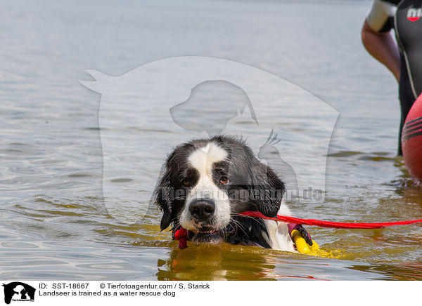 Landseer wird ausgebildet zum Wasserrettungshund / Landseer is trained as a water rescue dog / SST-18667