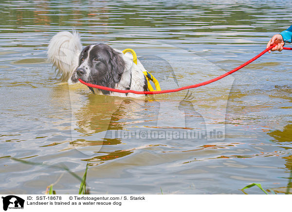 Landseer wird ausgebildet zum Wasserrettungshund / Landseer is trained as a water rescue dog / SST-18678