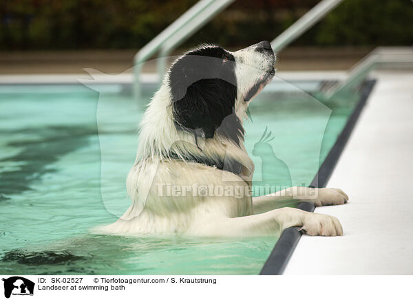 Landseer im Schwimmbad / Landseer at swimming bath / SK-02527