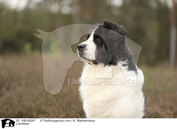Landseer / Landseer / KB-09267