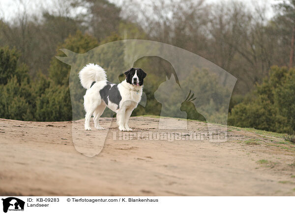 Landseer / Landseer / KB-09283
