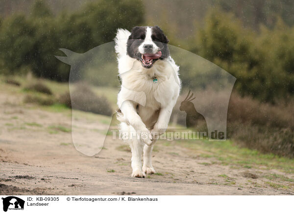 Landseer / Landseer / KB-09305