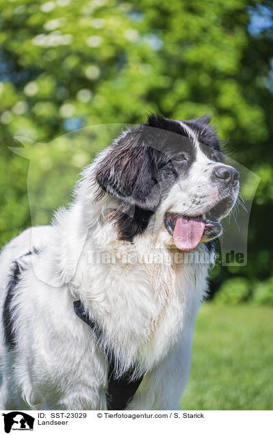 Landseer / SST-23029