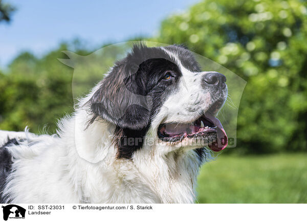 Landseer / SST-23031