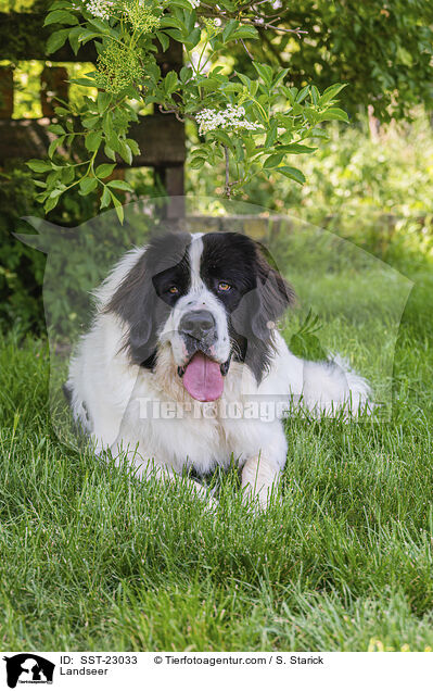 Landseer / SST-23033