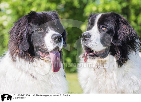 2 Landseer / SST-23150