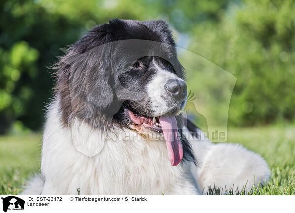 Landseer / SST-23172