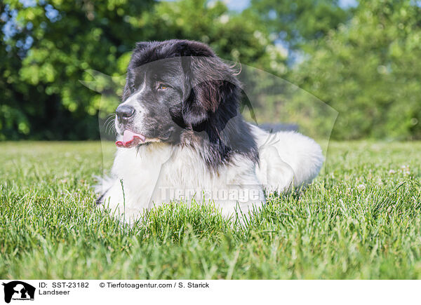 Landseer / Landseer / SST-23182