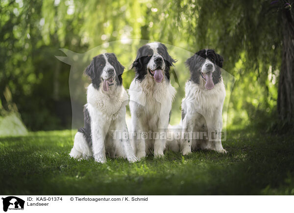Landseer / Landseer / KAS-01374