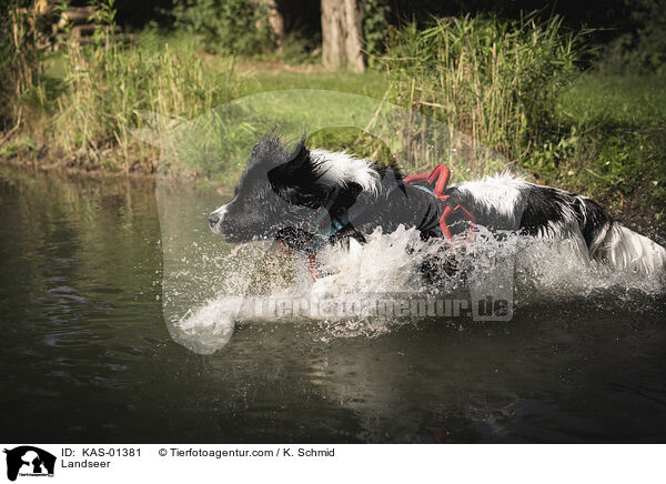 Landseer / KAS-01381