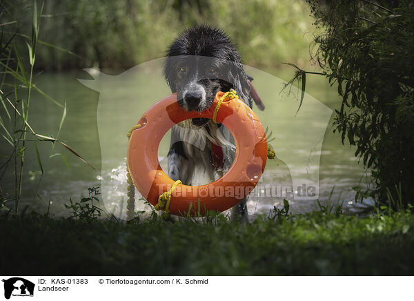 Landseer / Landseer / KAS-01383