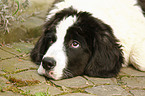 young Landseer