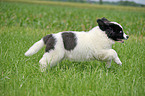 Landseer Puppy