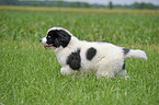 Landseer Puppy