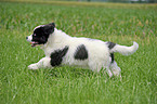 Landseer Puppy