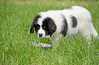 Landseer Puppy