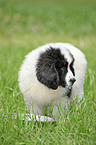 Landseer Puppy