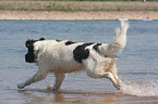 bathing Landseer