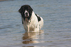 bathing Landseer