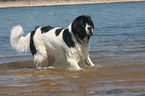 bathing Landseer