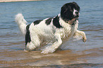 bathing Landseer