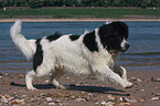 running Landseer