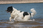 bathing Landseer