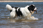 bathing Landseer