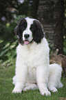 Landseer Puppy