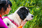 Landseer is trained as a water rescue dog