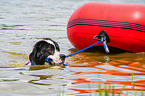 Landseer is trained as a water rescue dog