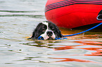 Landseer is trained as a water rescue dog